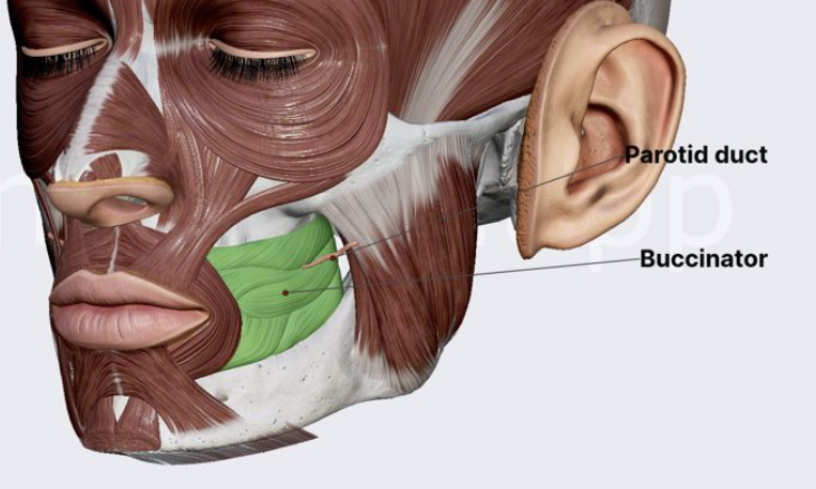 <p>compresses cheek (whistling muscle) </p>