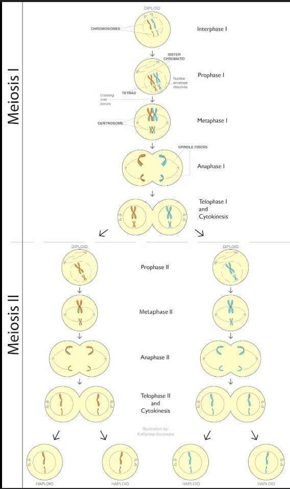 <ul><li><p>PMAT 2x</p></li></ul><p>Prophase I: chromosomes condense, nuclear membrane dissolves, homologous chromosomes form bivalents, crossing over occurs</p><p>Metaphase I: spindle fibers from opposing centrosomes connect to bivalents (at centromeres) and align them along the middle of the cell</p><p>Anaphase I: homologous pairs move to opposite poles of the cell, this is disjunction and it accounts for the Law of Segregation</p><p>Telophase I: chromosomes decondense, nuclear membrane MAY reform, cell divides (cytokinesis), forms two haploid daughter cells of unequal sizes</p><p>Prophase II: chromosomes condense, nuclear membrane dissolves, centrosomes move to opposite poles (perpendicular to before)</p><p>Metaphase II: spindle fibers from opposing centromeres attach to chromosomes (at centromere) and align them along the cell equator</p><p>Anaphase II: spindle fibers contract and separate the sister chromatids, chromatids (now called chromosomes) move to opposite poles</p><p>Telophase II: chromosomes decondense, nuclear membrane forms, cells divide (cytokinesis) to form four haploid daughter cells </p><p></p>