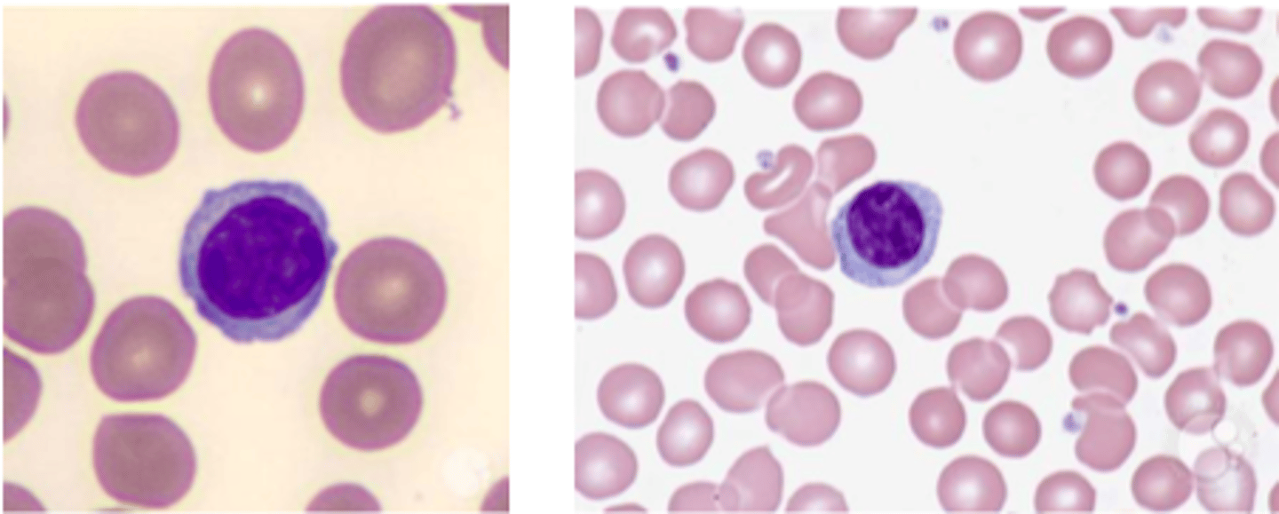 <p>Hvilende B celler og t celler forekommer som små lymfocytter i G0 fase, hvor de ikke deler sig.</p><p>Hvis lymfocytten reagerer med et antigen, så kan den modtage nok signaler til at udvikle sig til en celle med mere cytoplasma.</p>