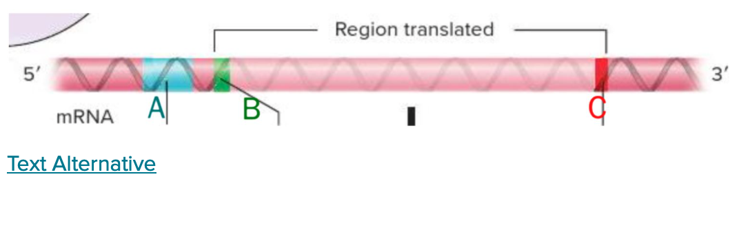 <p><span>In this schematic of mRNA, label A points to the_____-binding site, label B depicts the______ codon, and label C highlights the_____ codon.</span></p>