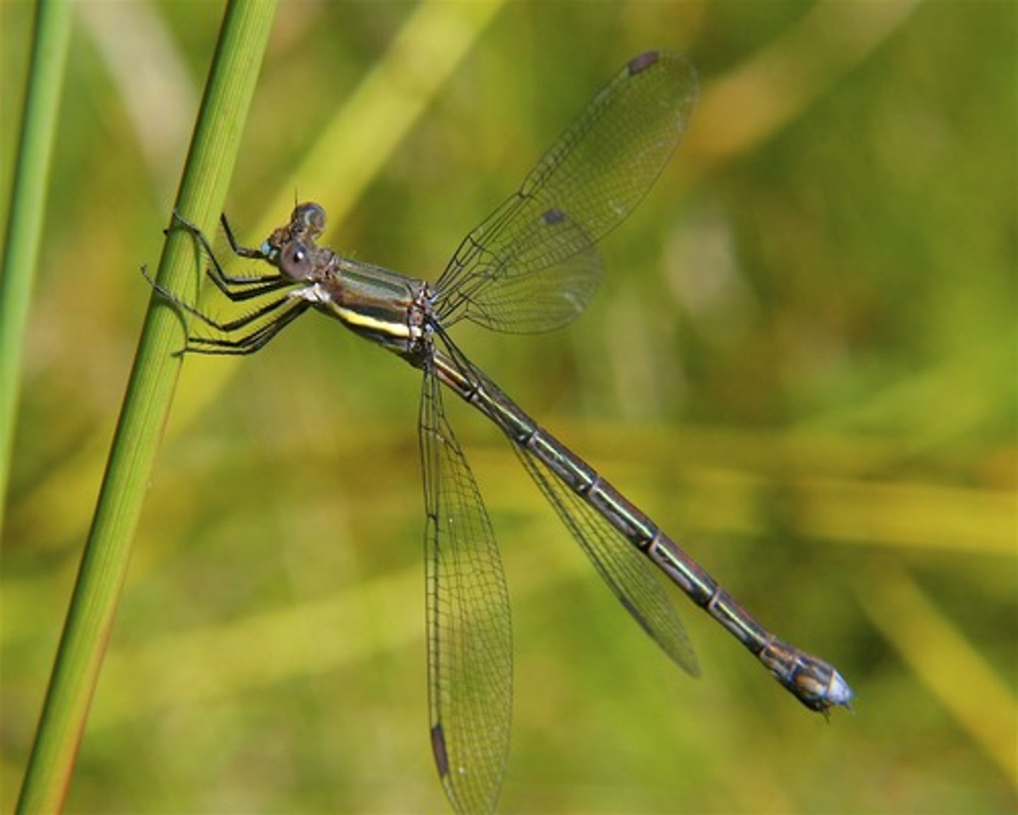 <p>Pantserjuffer, pterostigma rechthoekig, groen-koper gekleurd</p>