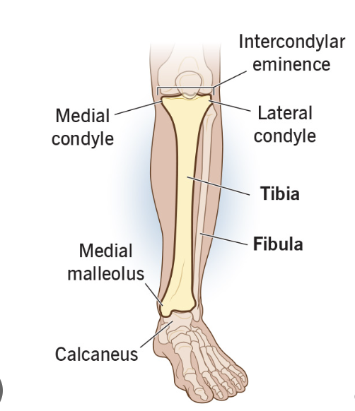 <p>medial malleolus </p>