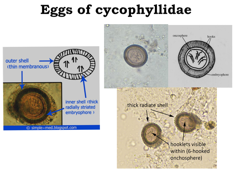 <p>Hermaphrodites</p><p>They include all tapeworms</p><p>They have suckers and teeth that grip the host</p><p>Their reproductive structures lie behind their short necks</p><p>They have ribbon-like structures that are beneficial for absorbing nutrients from the intestine</p><ul><li><p><strong><u>Pseudophyllidean Cestodes</u></strong>: Have Slit-like grooves</p><ul><li><p>Diphyllobothrium latum (fish tape worm) is the only pseudophyllidean cestode (that I care about)</p></li></ul></li></ul><ul><li><p><strong><u>Cyclophyllidean Cestodes</u></strong>: Have cup-like round suckers</p><ul><li><p>Their eggs have thin outer shells and thick, radially striated inner shells</p></li><li><p>They also have arrow things inside of them, these are actually hooks</p></li></ul></li></ul><p></p>