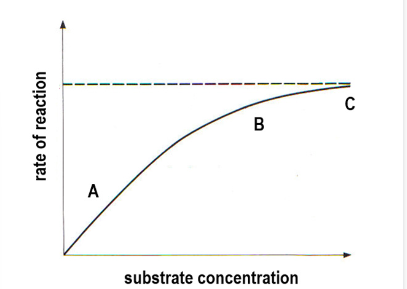 <p>Effect on rate of reaction as you increase substrate concentration</p>