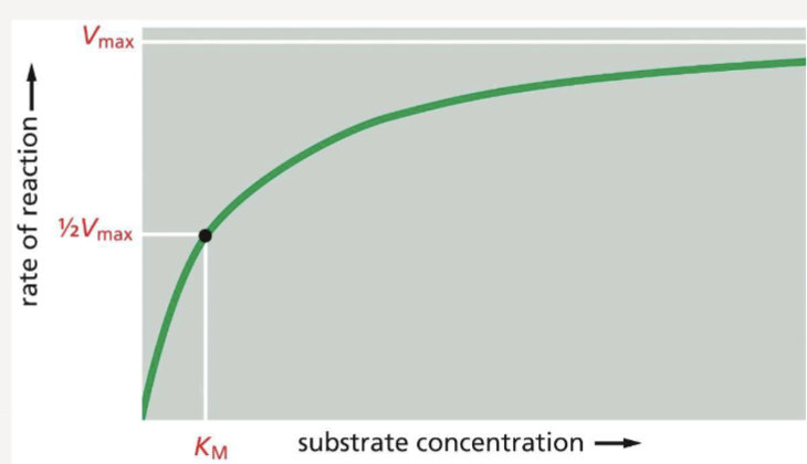 <ul><li><p>the maximum rate of an enzymatic reaction (reached when all enzymes are occupied by a substrate)</p></li><li><p>the concentration of substrate at which an enzyme works at half its maximum velocity </p></li></ul><p></p>