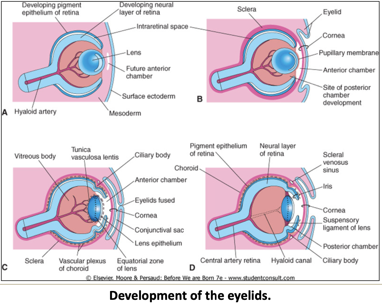 <p>The space between fused eyelids and the cornea, lined with ectodermal epithelium.</p>