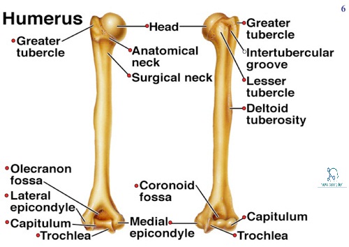 <ul><li><p><span style="color: rgb(0, 0, 0)">Tuberosity: a large prominence on a bone usually serving for the attachment of muscles or ligaments</span></p></li><li><p><span style="color: rgb(0, 0, 0)">Tubercle: a small rounded projection or protuberance, especially on a bone&nbsp;</span></p></li></ul>