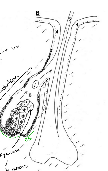 <p>glande sebacee</p>