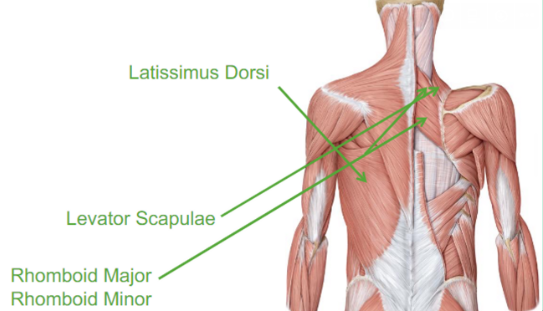 <p>Describe the Rhomboid Major and Minor</p>