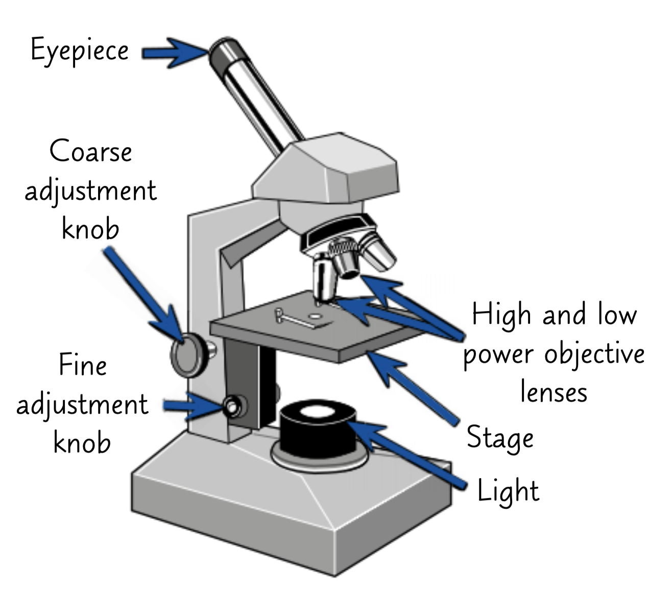 <ul><li><p><strong>Eyepiece Lens</strong> - This is the lens that you look down.</p></li><li><p><strong>Coarse Focussing Wheel</strong> - This moves the stage by a large amount to bring the image into focus (make the image clear and not blurry).</p></li><li><p><strong>Fine Focussing Wheel</strong> - This moves the stage by a small amount to focus the image carefully (make the image clear and not blurry).</p></li><li><p><strong>Objective Lens</strong> - This is the lens next to the specimen that magnifies the image.</p></li><li><p><strong>Stage</strong> - This is where the sample is placed.</p></li><li><p><strong>Light Source</strong> - This can be a lamp or a mirror used to shine light through the specimen.</p></li></ul><p></p>