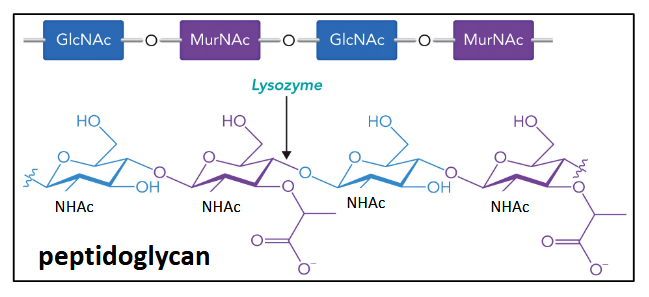 <p>alternating GlcNAc-MurNAc polysaccharide component of bacterial cell walls;&nbsp;a type of proteoglycan;&nbsp;highly conserved structure</p>