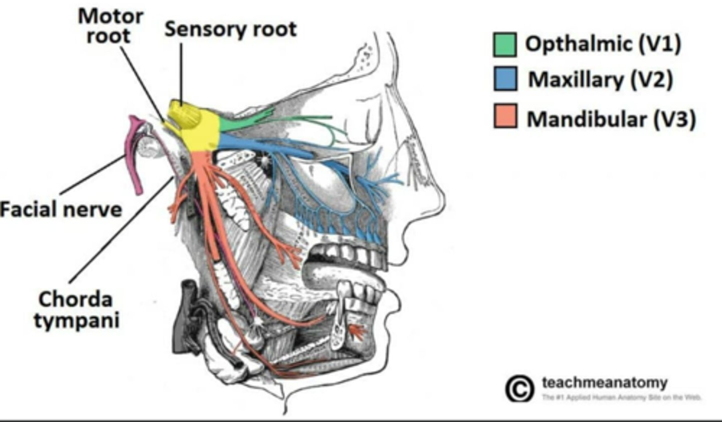<p>• Trigeminal nerve V3</p>