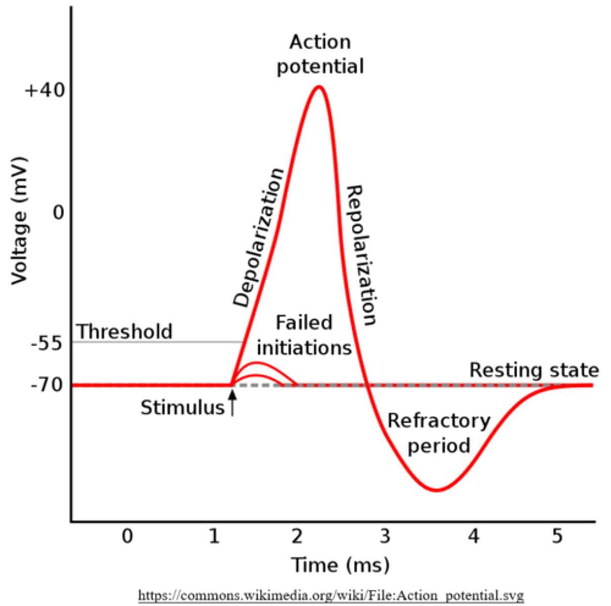 <p>action potential; repolarization; hyperpolarization</p>