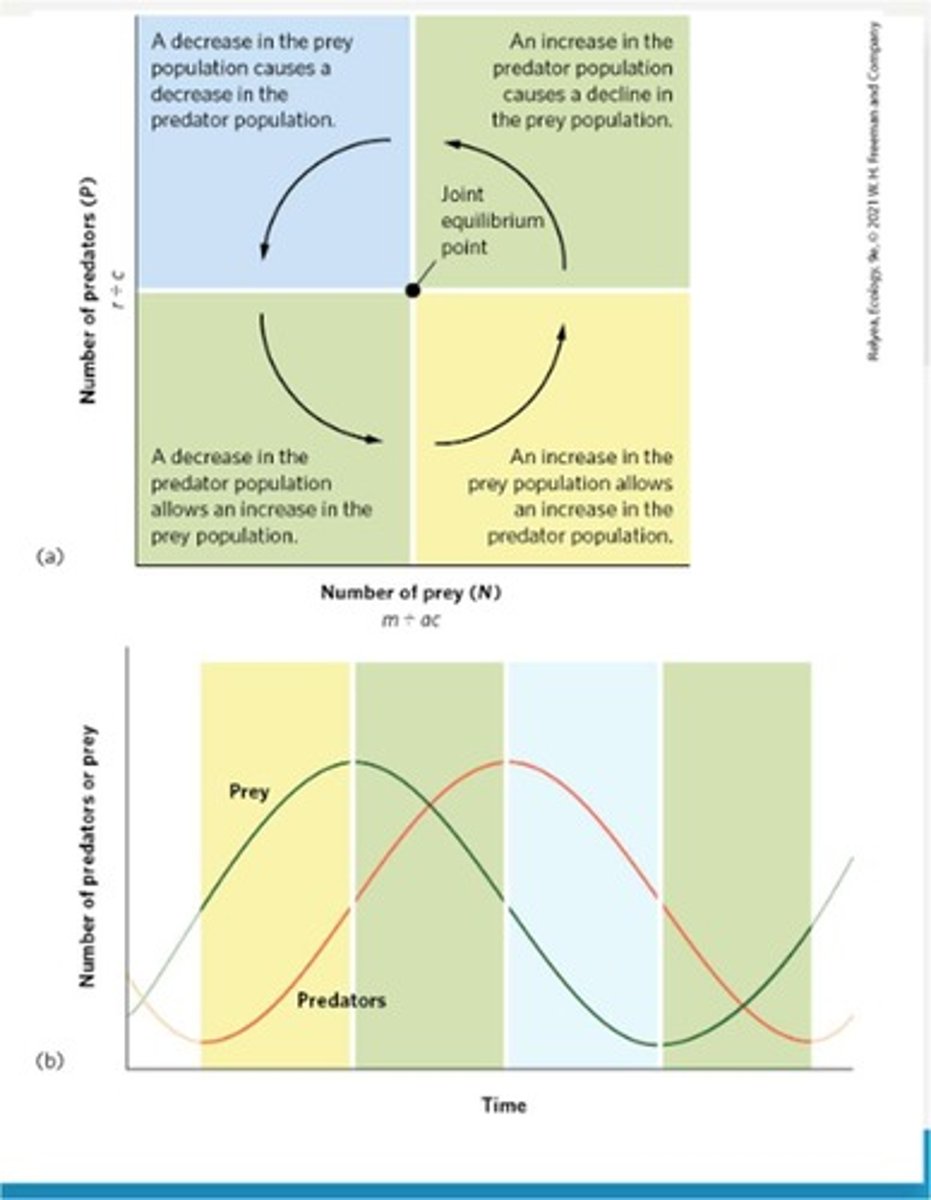 <p>Results in a decreasing proportion of prey being consumed as the predator's rate of prey consumption begins to slow as prey density increases and then plateaus when satiation occurs.</p>
