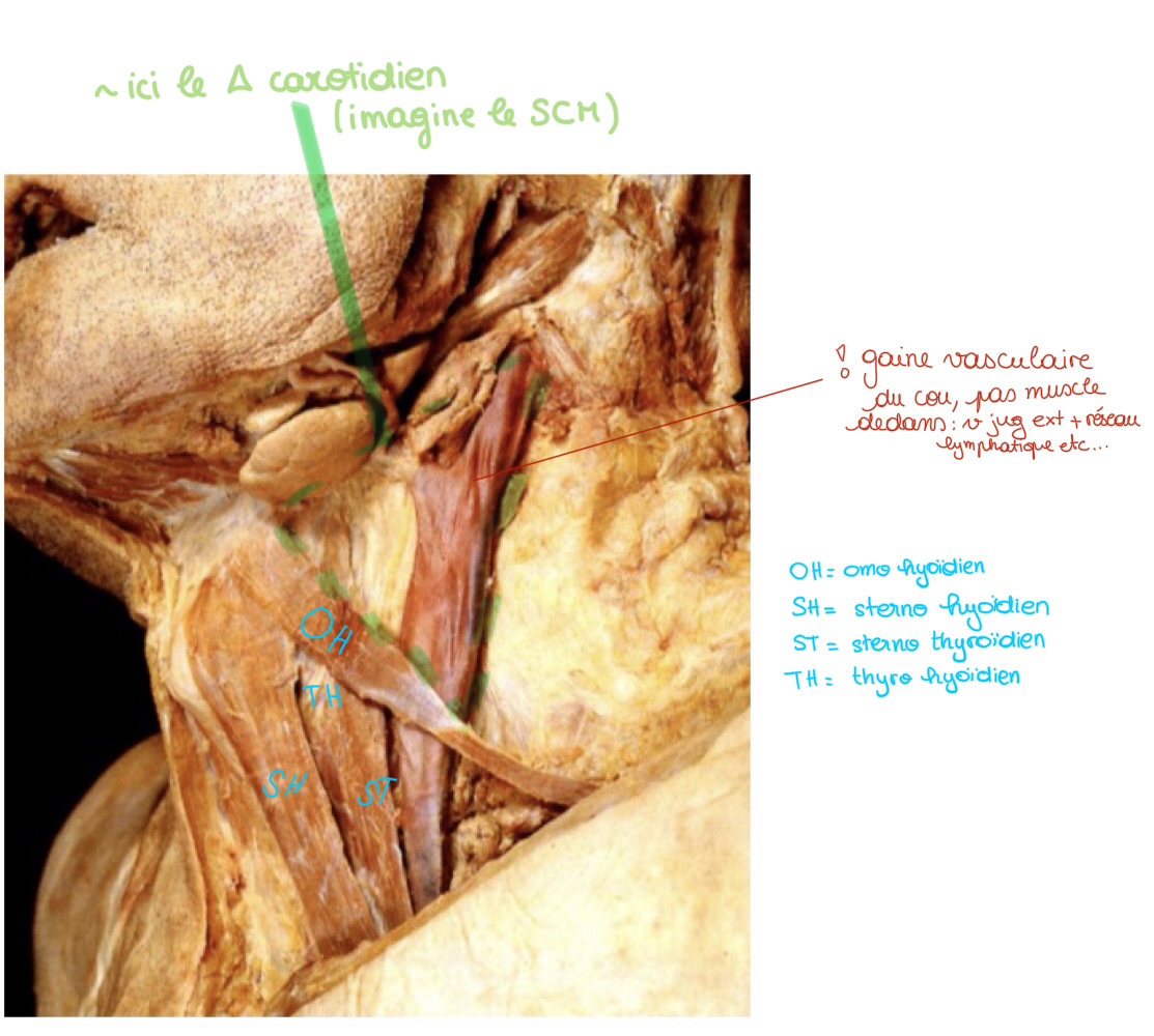 <p>en haut ventre post du digastrique</p><p>en arrière SCM</p><p>en avant ventre sup omo hyoïdien</p>
