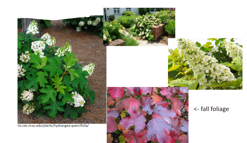 -deep red/purple in fall