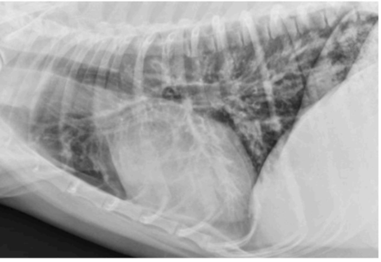 <p>What Lung pattern of young cat with respiratory signs is this?</p>