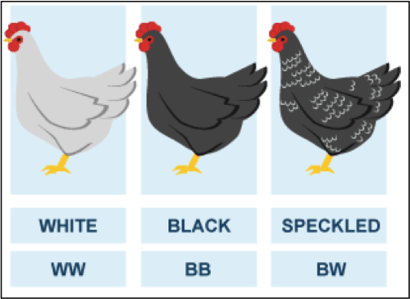 <p>Letters used for the punnett square in codominance should be _____, since only two dominant alleles are present.</p>
