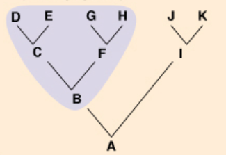 <p>Monophyletic Taxon</p>