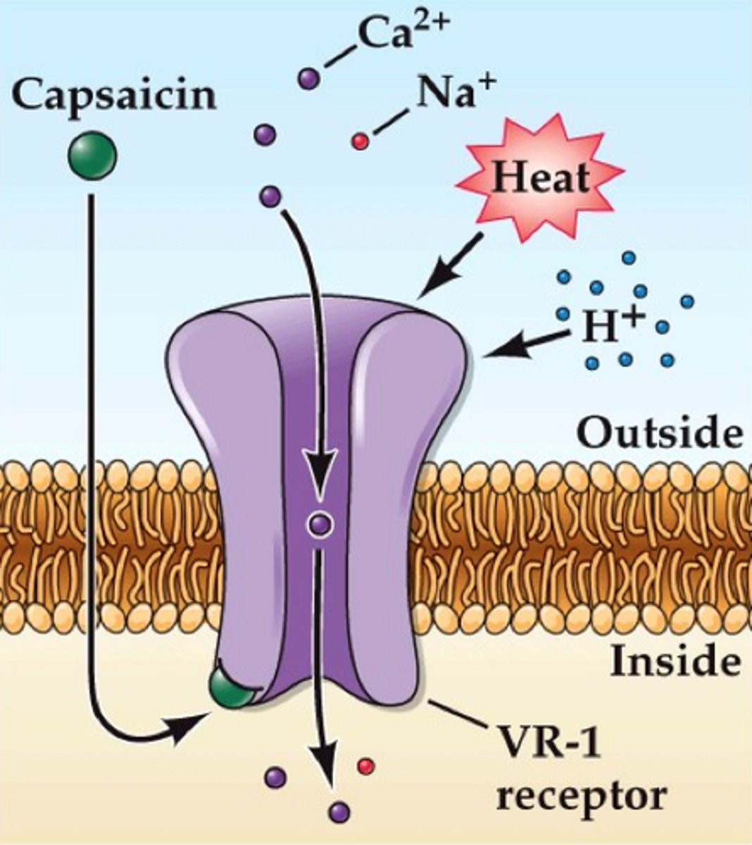 <p>Mediates heat nociception, activated at temperatures greater than 43C. Tissue damage may release chemicals that open this channels</p><p></p><p>Also activated by <strong>capsaicin</strong>, which may mimic chemicals released from damaged tissue. Capsaicin cannot be detected w/o TRPV1</p>