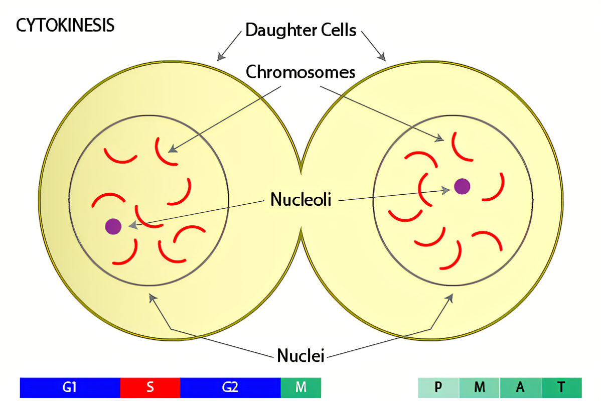 <ul><li><p>final splitting of cytoplasm </p></li><li><p>leaves two daughter cells </p></li><li><p>produce cells that are identical to each other and parent cells </p></li></ul><p></p>