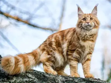 <p><span><span>Maine Coon</span></span></p>