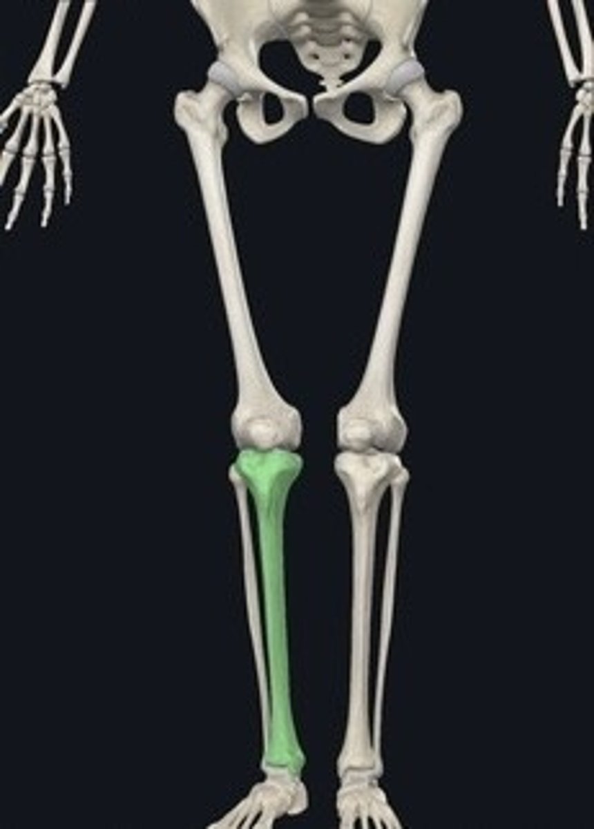 <p>Shin bone; larger lower leg bone.</p>