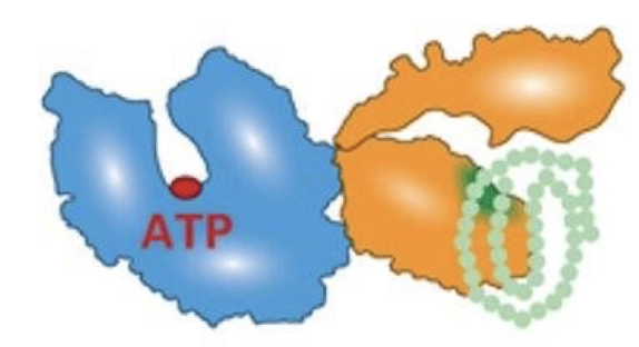 <ul><li><p class="">Bind hydrophobic residues on unfolded/nascent (newly formed) proteins to:</p><ul><li><p class="">Prevent incorrect folding</p></li><li><p class="">Prevent premature folding</p></li><li><p class="">Prevent aggregation with other hydrophobic residues</p></li><li><p class="">Prevent inappropriate associations with other proteins</p></li></ul></li><li><p class="">Do <strong>not</strong> direct folding—only prevent misfolding</p></li></ul><p class=""><strong>Examples:</strong></p><ul><li><p class=""><strong>Hsp70</strong> – cytosol and mitochondria</p></li><li><p class=""><strong>BiP</strong> – endoplasmic reticulum</p></li><li><p class=""><strong>DnaK</strong> – bacteria</p></li></ul><p class=""><strong>Heat shock proteins (Hsp):</strong></p><ul><li><p class="">Expressed under stress (e.g., elevated temperature)</p></li><li><p class="">Help refold denatured proteins</p></li></ul><p></p>