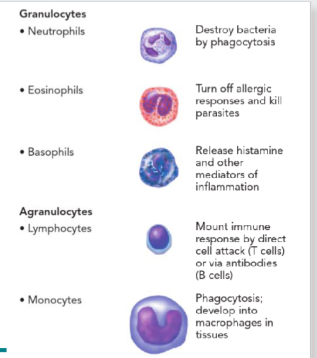 <p>WBC</p><p>Mobile part of immune system</p><p></p>