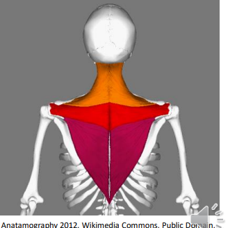 <p>Trapezius; Scapula </p>