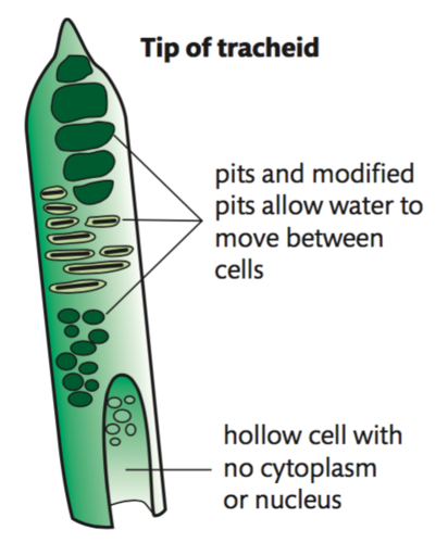 components of xylem tissue; 
dead cells that taper at the ends and connect to one another to form a continuous column