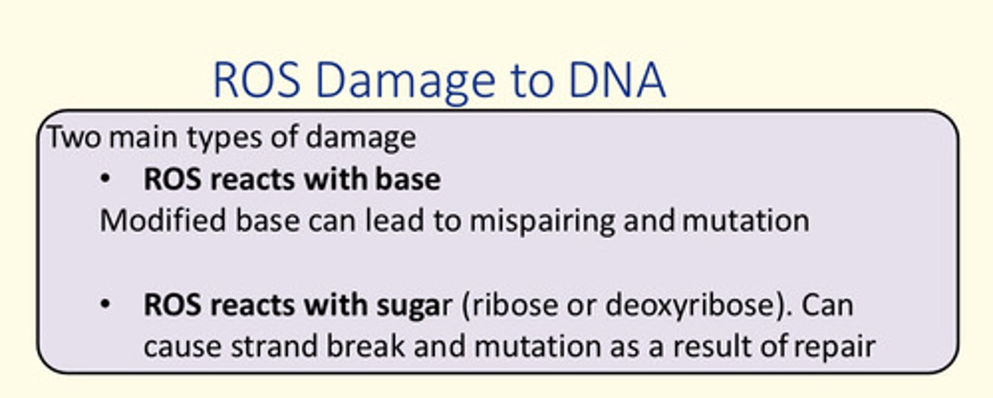 <p>1) ROS reacts with a base = modified base can lead to mis-pairing &amp; mutation</p><p>2) ROS reacts with a sugar = ribose/deoxyribose causing strand break &amp; mutation</p>