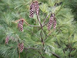 <p><span>Large evergreen tree with soft, bluish-green needles and a conical shape. Used as a landscape tree and for timber.</span></p>