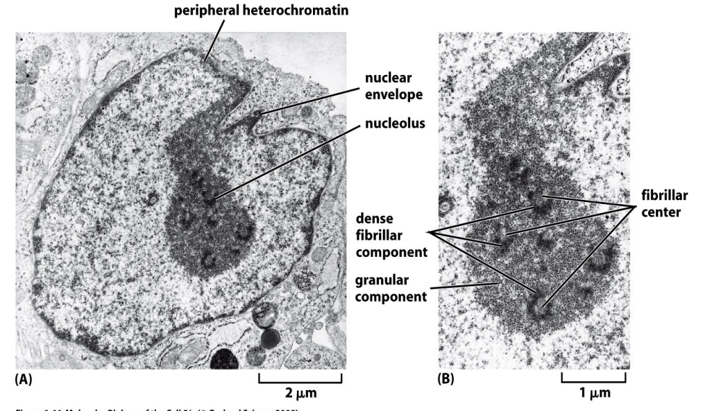 Attention, il ne faut pas confondre le centre fibrillaire avec une vacuole qui est plus claire.