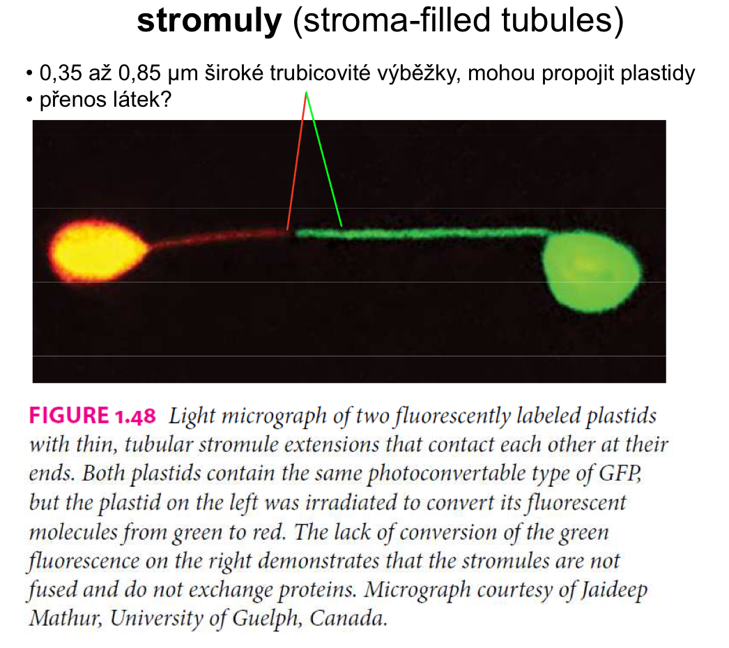 <p>Jsou to tenké trubičkovité výběžky plastidů naplněné stromatem. Zvětšují povrch plastidu pro výměnu látek s cytoplazmou a umožňují kontakt mezi plastidy navzájem nebo s jinými organelami (jádro, ER). <strong>Pozor:</strong> Plastidy přes ně nesplývají (nefúzují)!&nbsp;</p>
