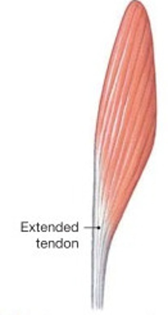 <p>fascicles attach only to one side of tendon</p><p>(e.g., extensor digitorum longus)</p>