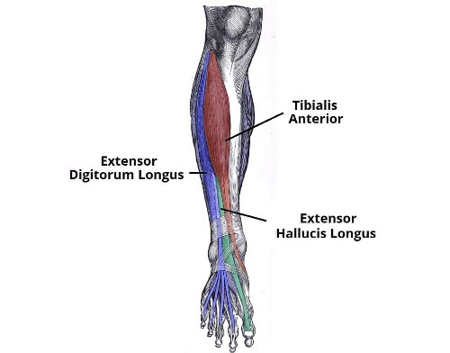 <p>Extensor digitorum longus origin</p>