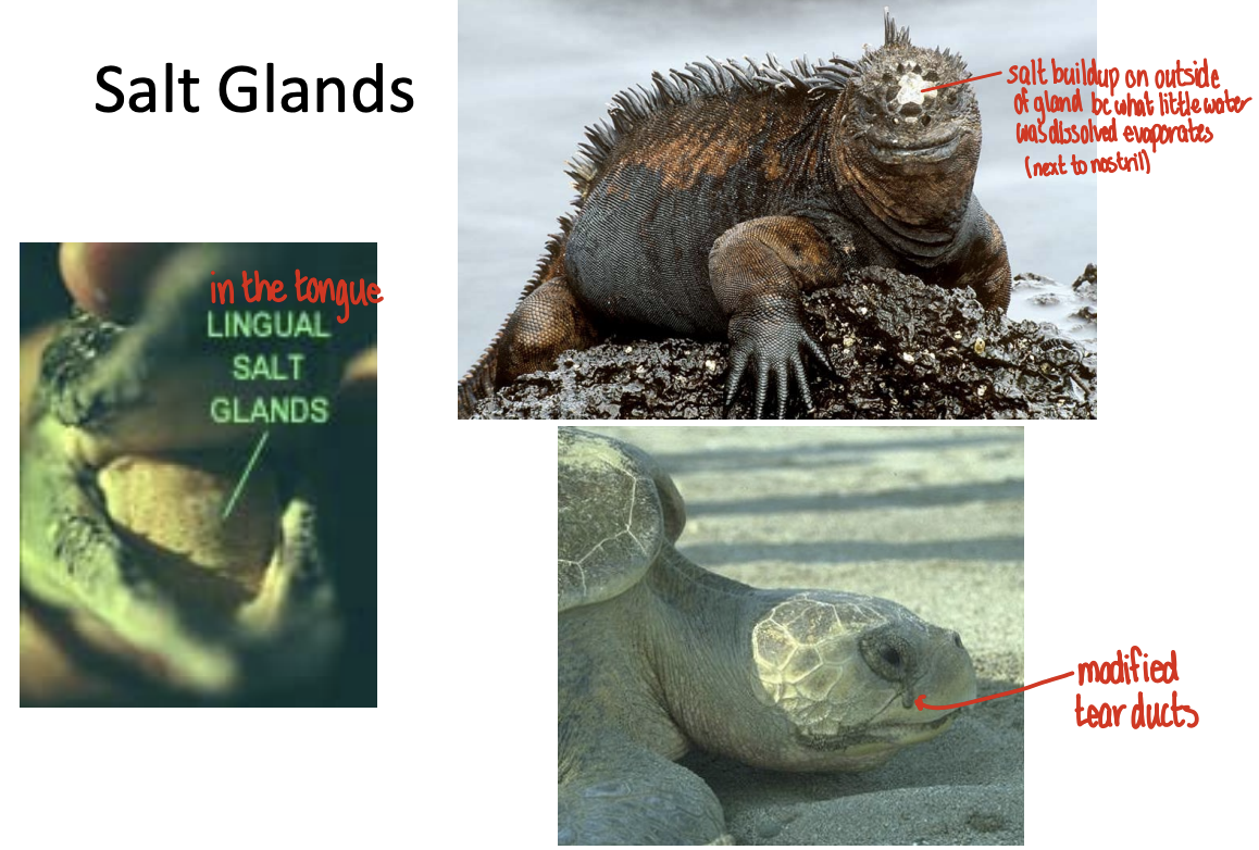 <ul><li><p>Function similarly to that of the marine birds, but differ in anatomical location (e.g. lingual (tongue) salt gland, modified tear ducts, etc.,)</p></li></ul><p></p>