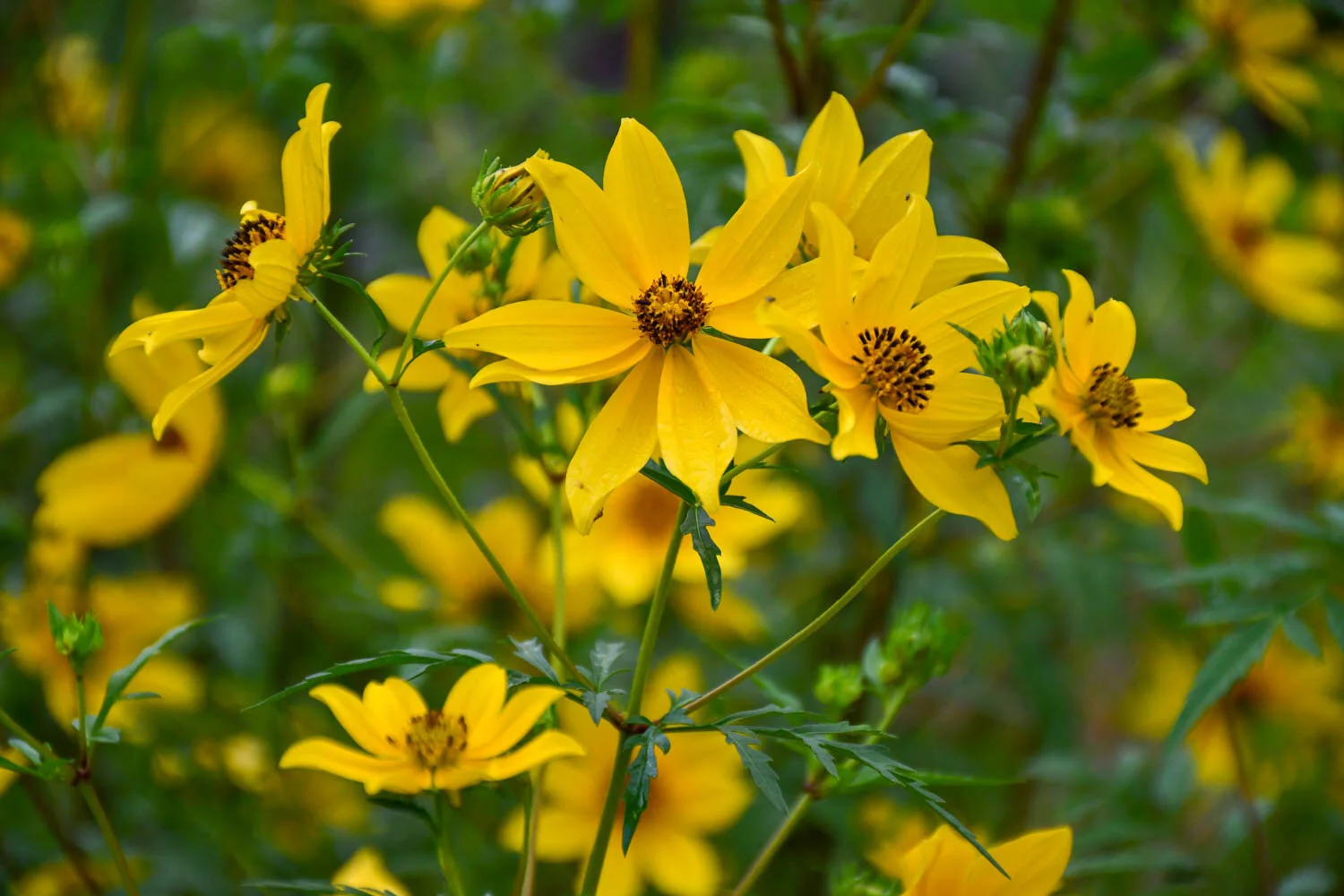 <p>A branching native annual with yellow, daisy-like blooms that create a mass of late-season color.</p><p>-pinnately compounded</p>