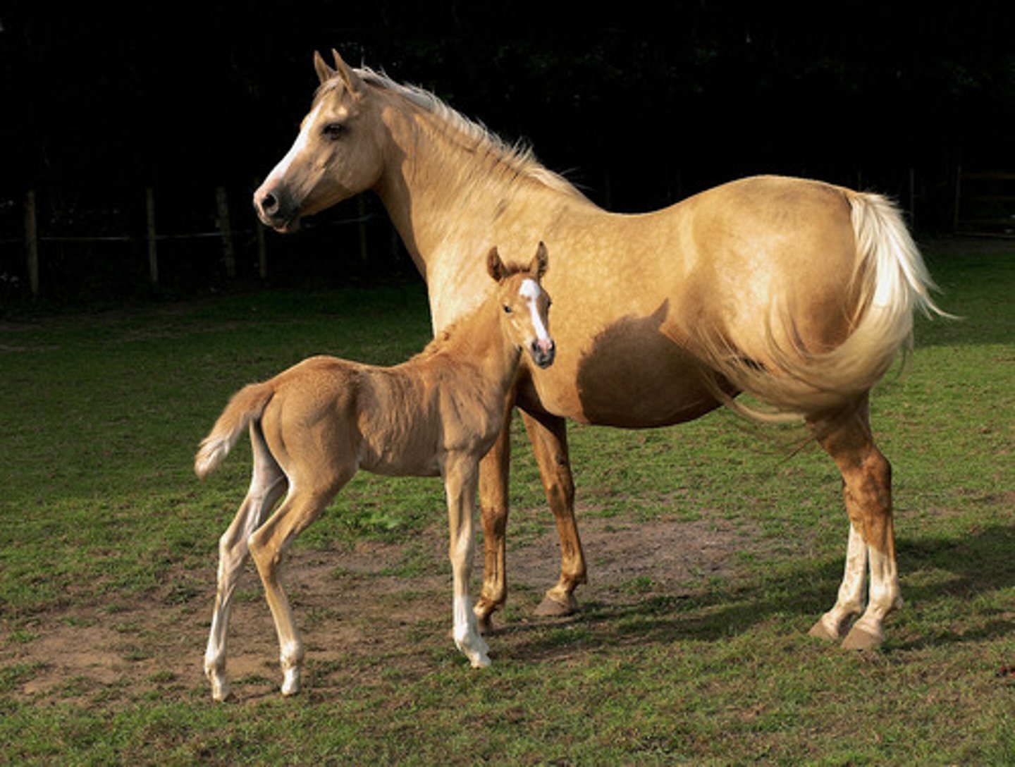 <p>mare (female horse)</p>