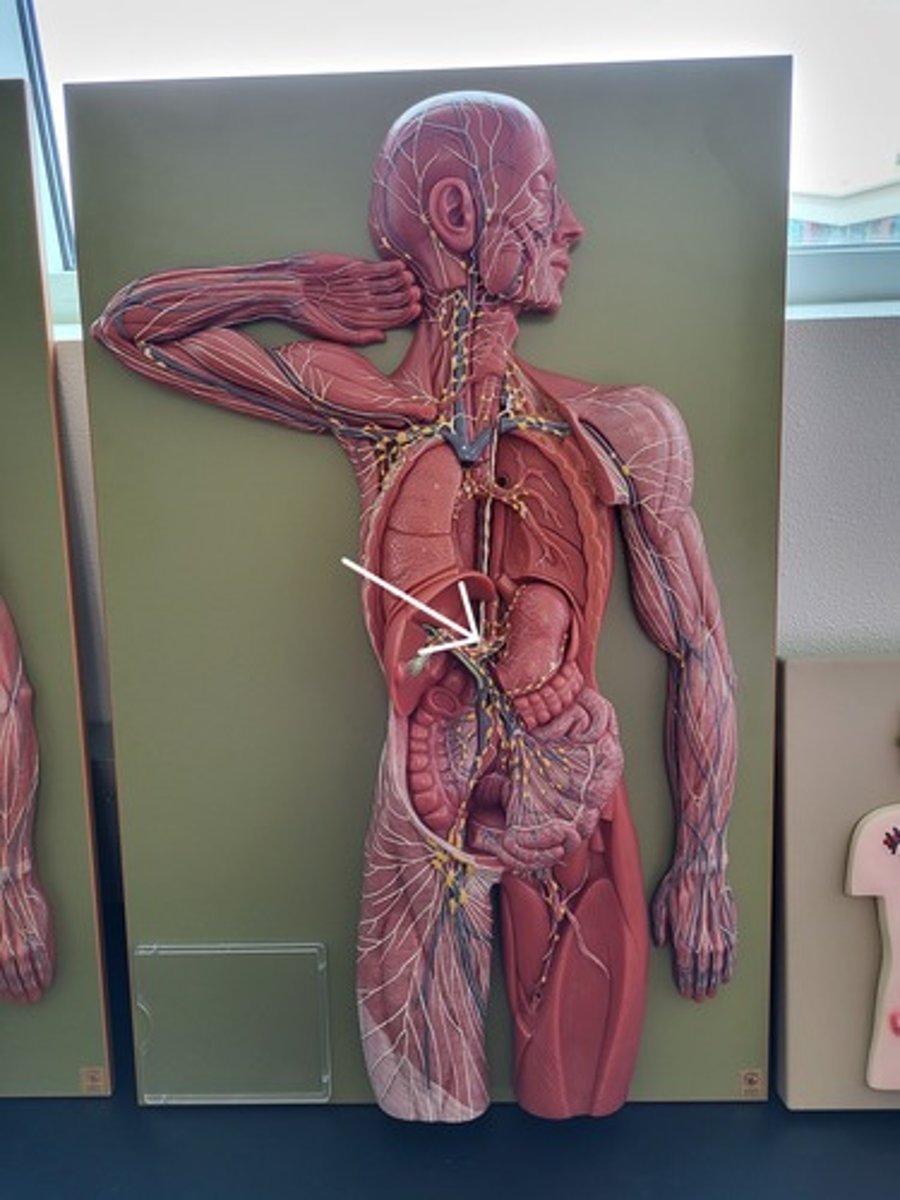 <p>Identify the Structure</p>