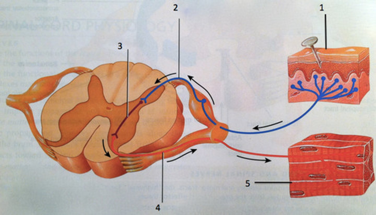 <p>Electrochemical changes that neurons use to transmit information</p>
