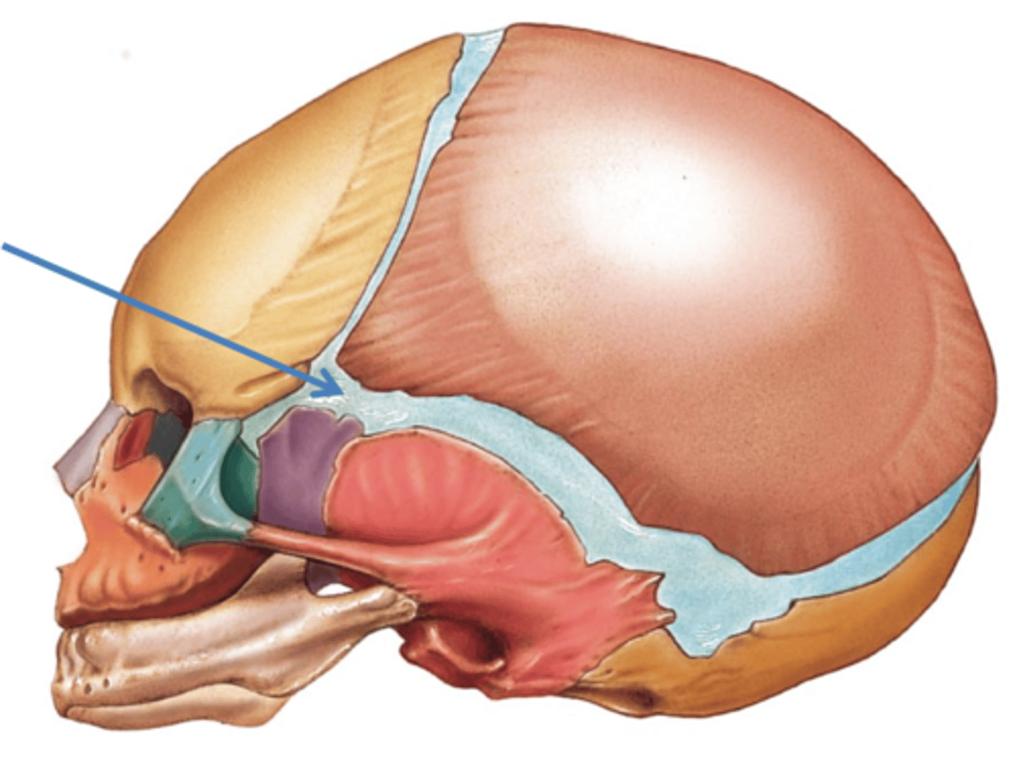 <p>Name the structure.</p>