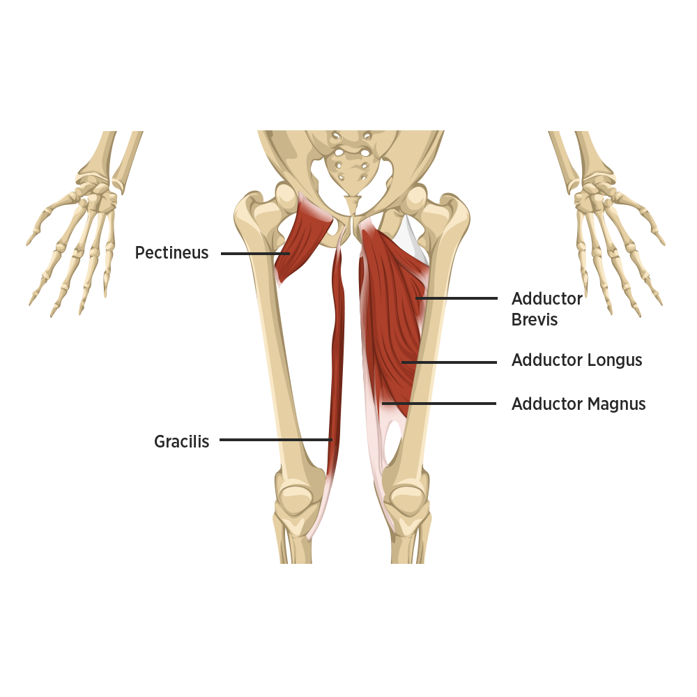 <p>Adductor muscle</p>