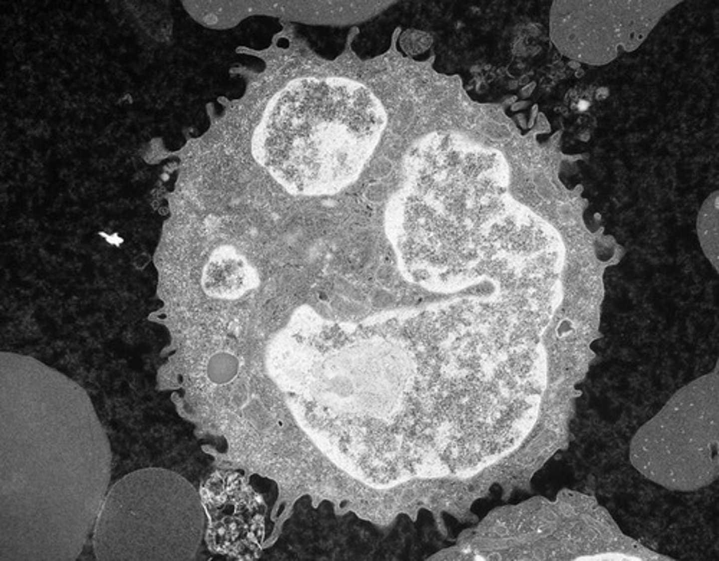 <p>Stem cell that gives rise to all blood cells.</p>