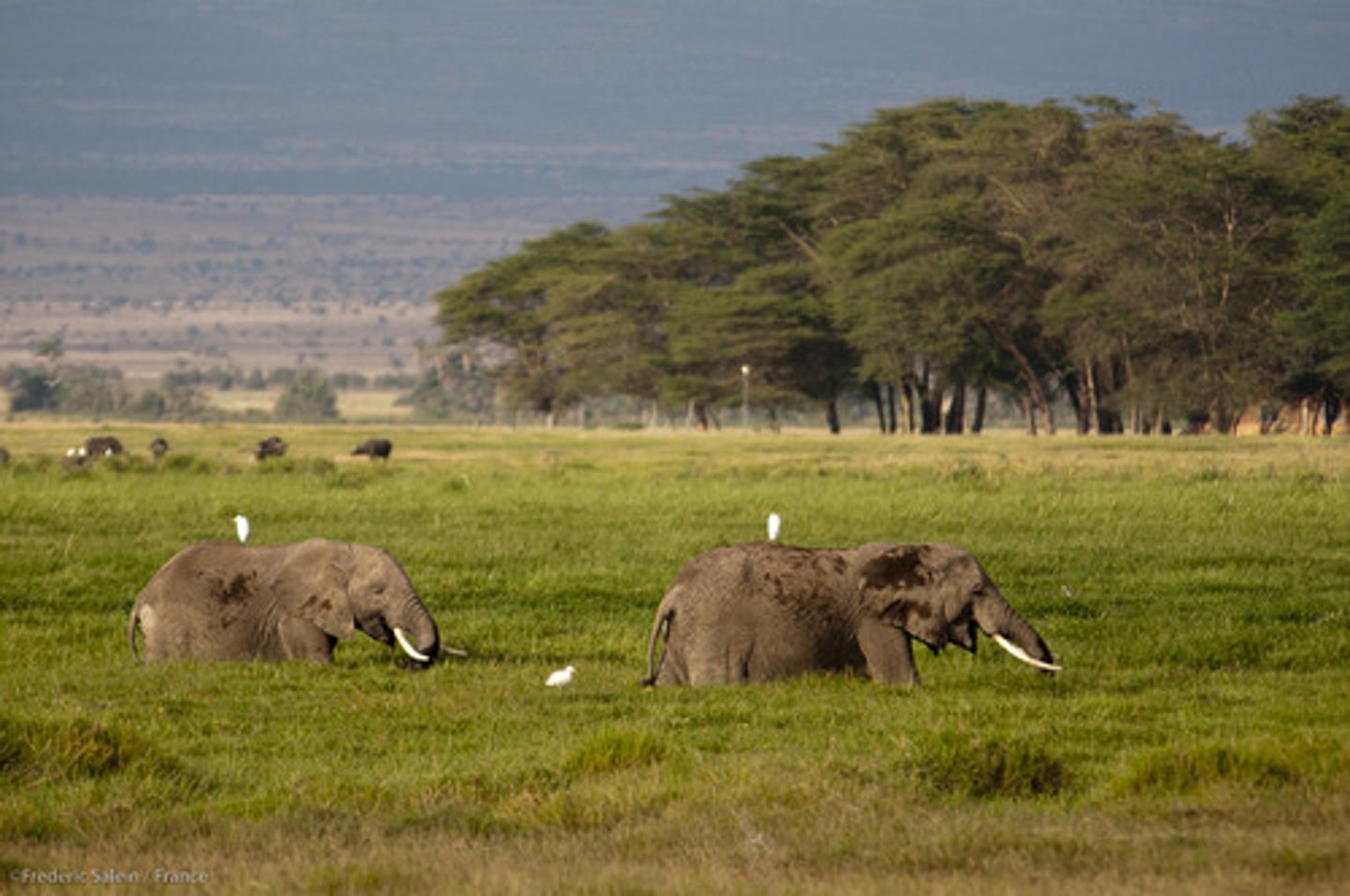 <p>grassland with tropical temperatures</p>
