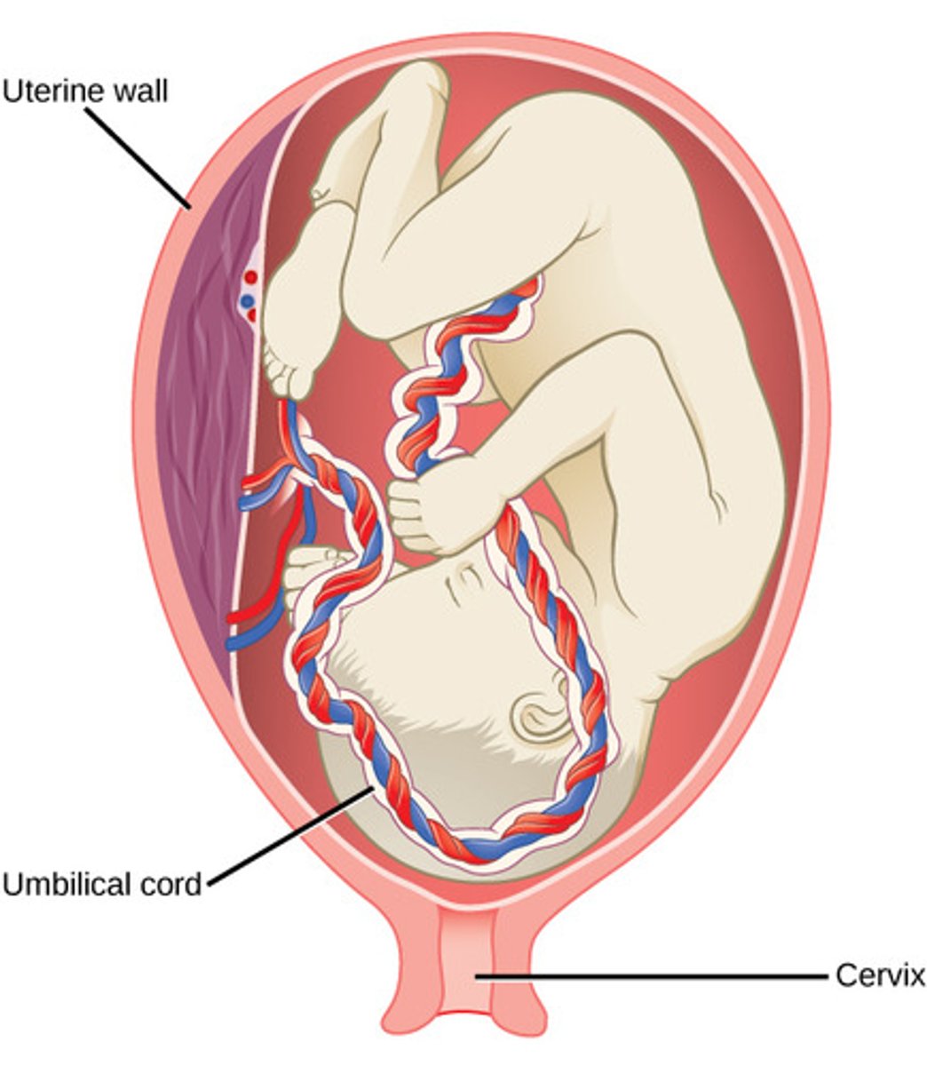<p>Nutrition, waste removal, and hormone secretion for pregnancy.</p>