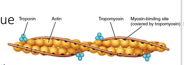 <ol><li><p>Titin </p></li><li><p>α-actinin </p></li><li><p>Myomesin </p></li><li><p>Nebulin </p></li><li><p>Dystrophin</p></li></ol><p></p>