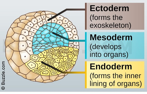 <p>Ectoderm = Forms exoskeleton</p><p>Mesoderm = Develops into organs</p><p>Endoderm = Forms the inner lining of organs</p>