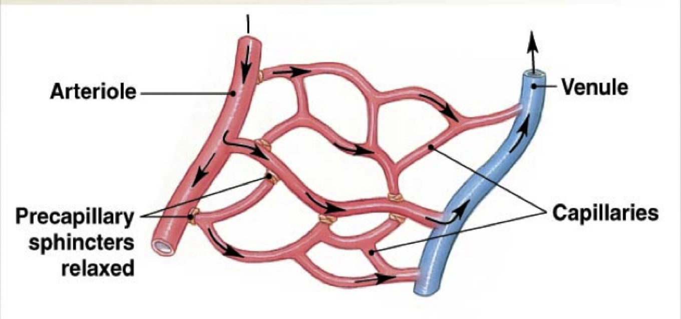 <p><strong>capillary bed</strong>: web of 10-100 capillaries supplied by single ____</p><p>-drain into ___ at distal ends</p>